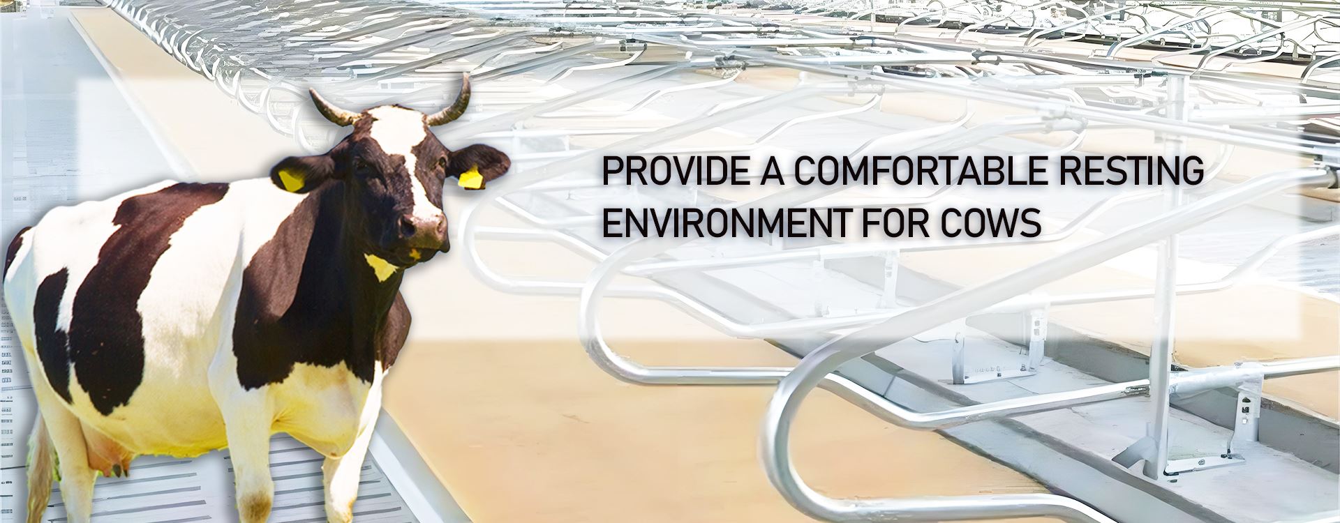 Cattle Free Stall