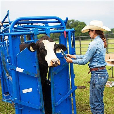 Cattle Manual Headgate