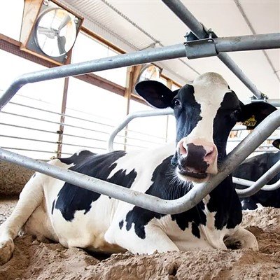 Cow Free Stalls
