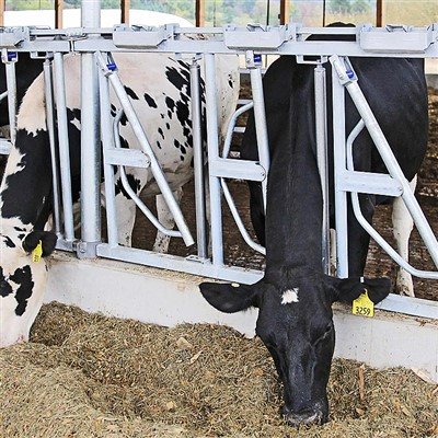 Cow Head Lock