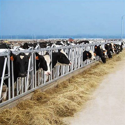 Free Stalls For Dairy Cows