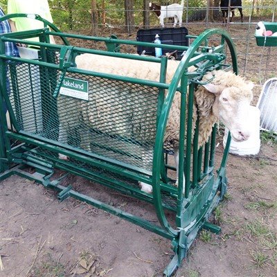 Sheep Handling Chute